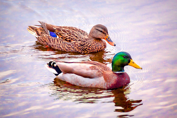 Mallards -Orig