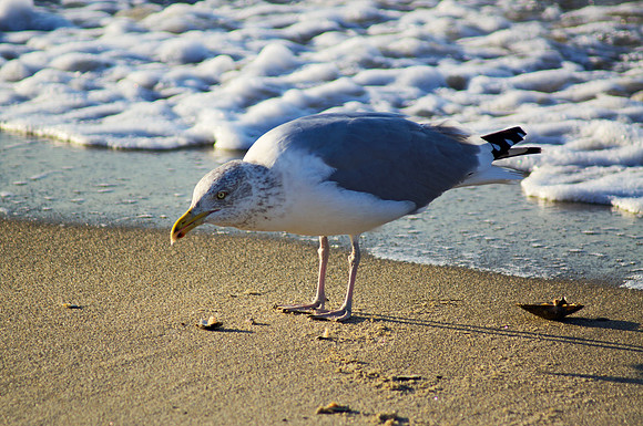 Winter Rations