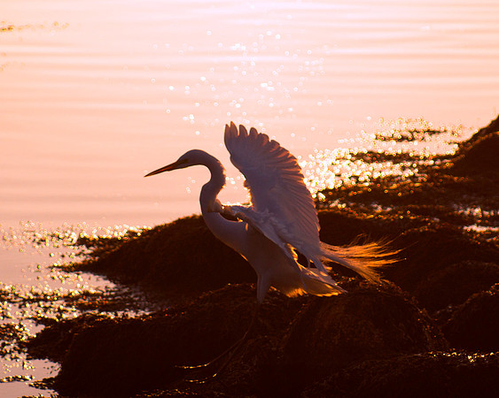 Early Light 2