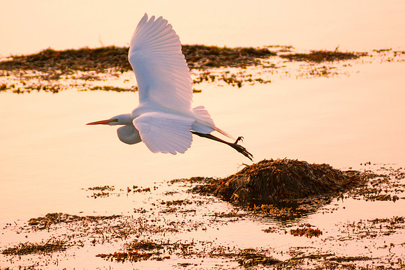 Heron Fly-by