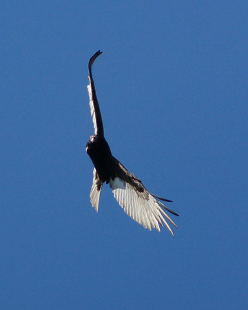 Riding The Wind