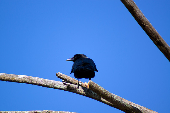 Blue View
