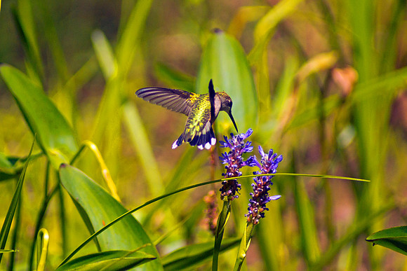 On The Fly