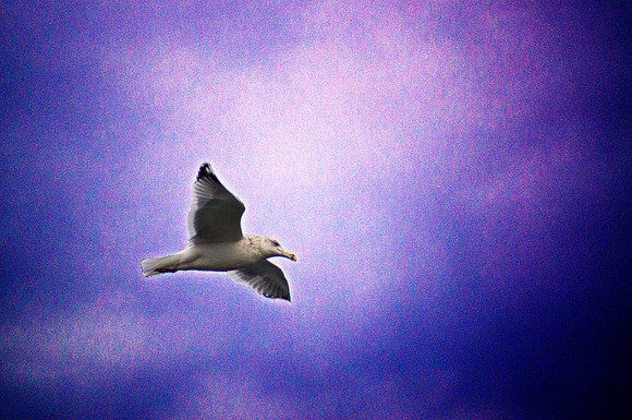 High Flyer