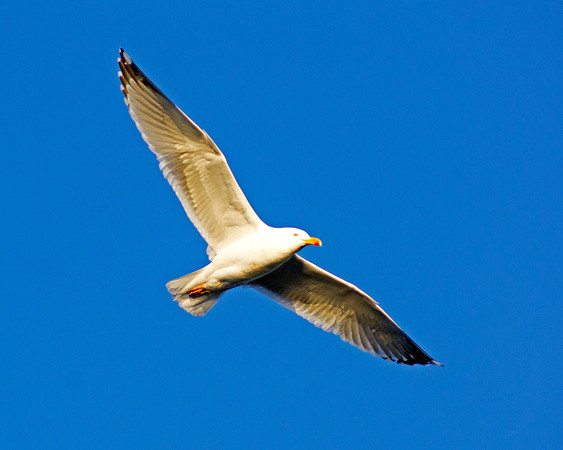 Gulleron