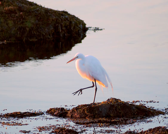 Stepping Lightly