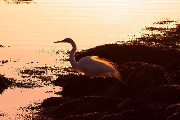 Early Light 1