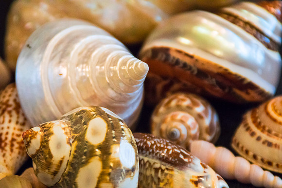 Just Shells 3