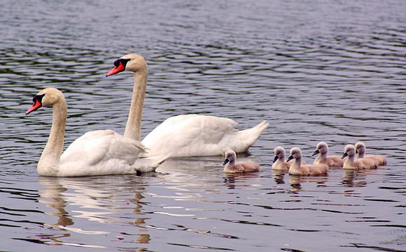 Family Portrait