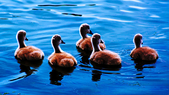 Buoyancy