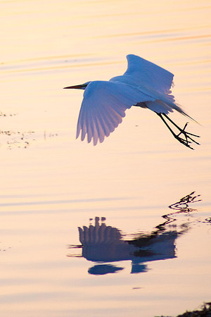 Flyway