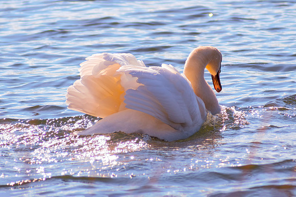 Going Gracefully