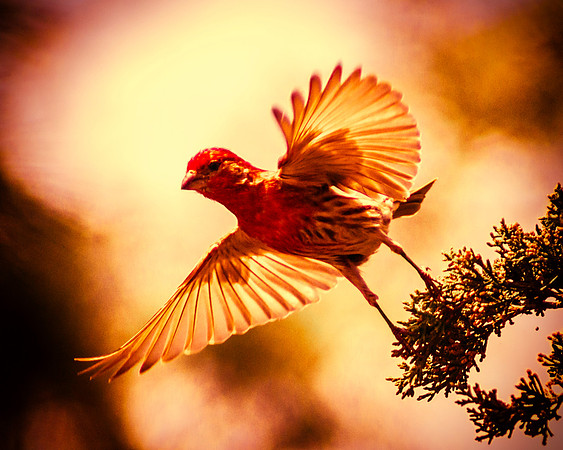 Leap Of Faith