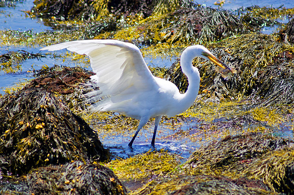 Fishing The Tide