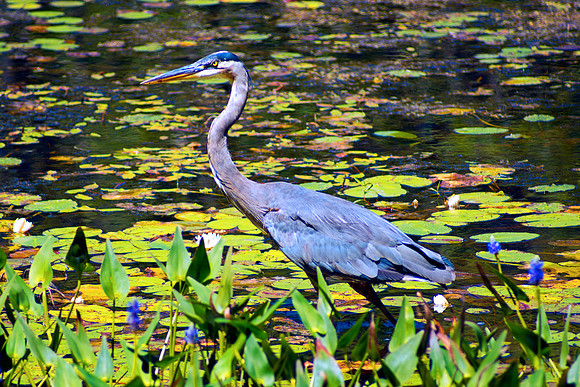 Swamp Stalker