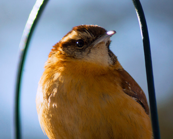 Perched Portrait