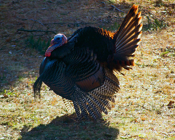 Yard Bird
