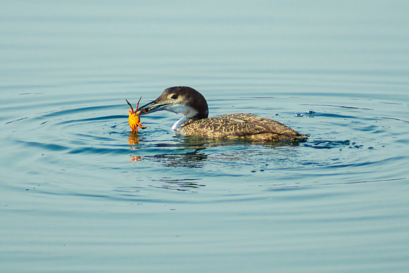 Crabbing