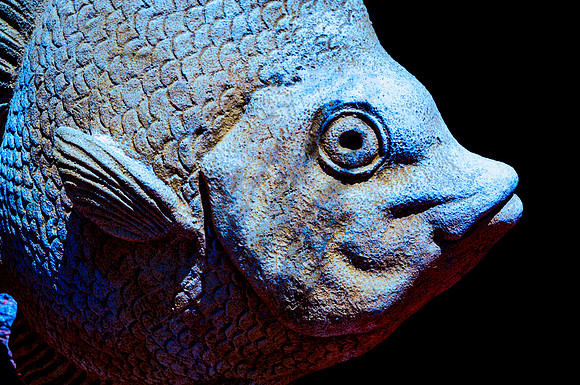 Plentiful Perch