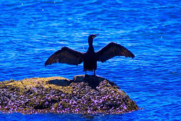 Sun Bather (2)