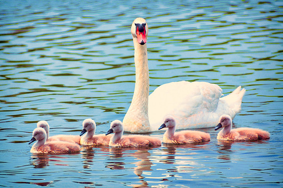 First Lessons