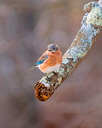 Bluebird