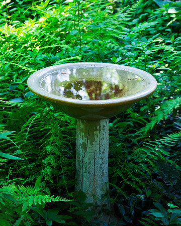 Woodland Reflection