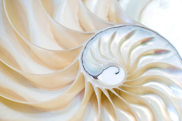 Nature's Art 4