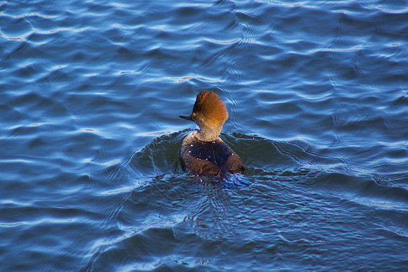 Wintering Over