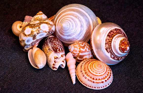 Just Shells 2
