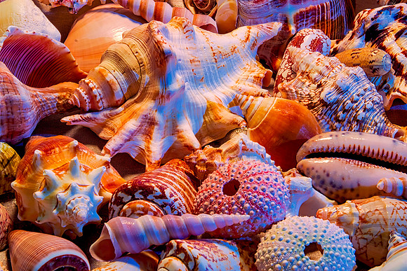 Shells 1