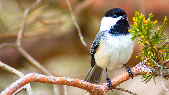 Chickadee