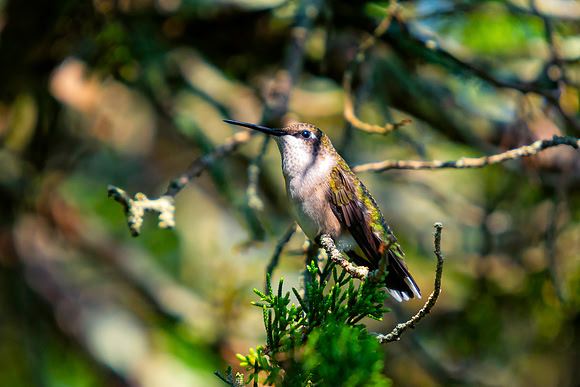 Small Perch