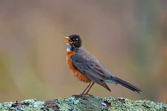 Early Morning Serenade