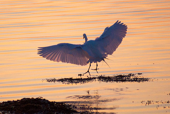 Soft Landing