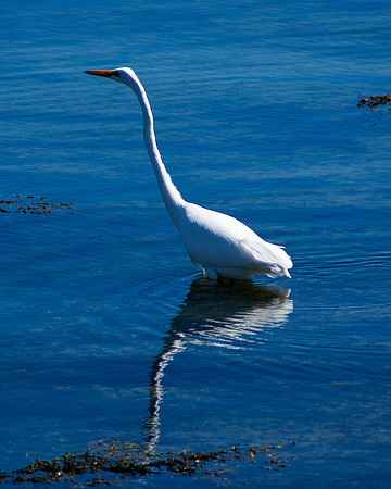 Sight Fishing