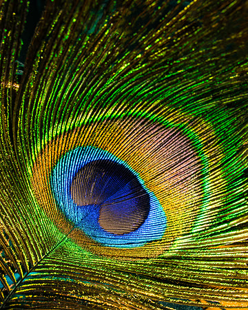 Vivid Feather