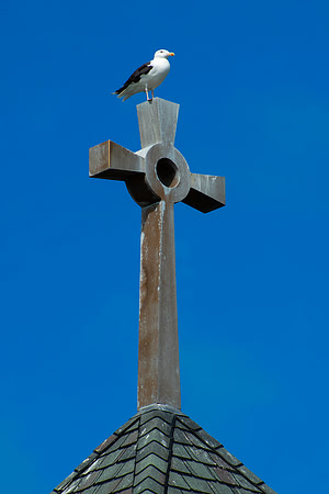 Bird Of Pray