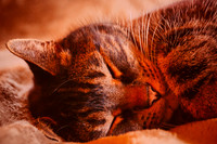 Pets And Domestic Animals