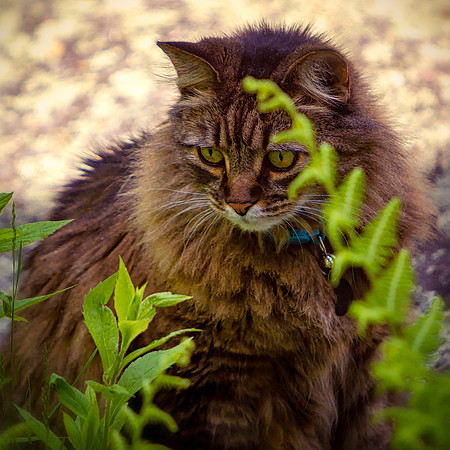 Peering In