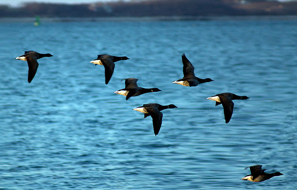 Flyway
