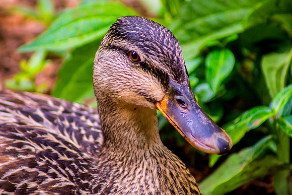 Darling Duck