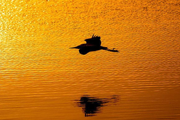 Gliding By