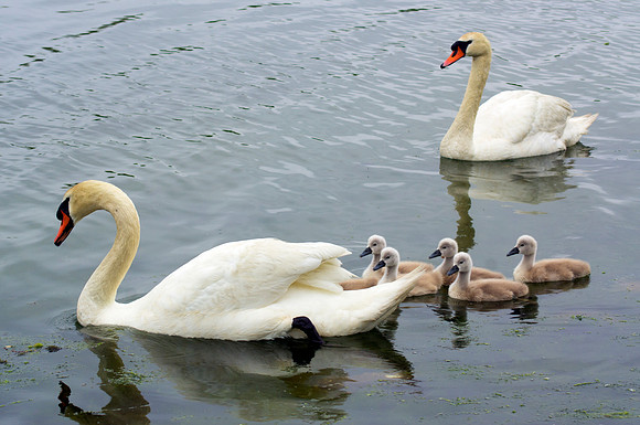 Family Swim