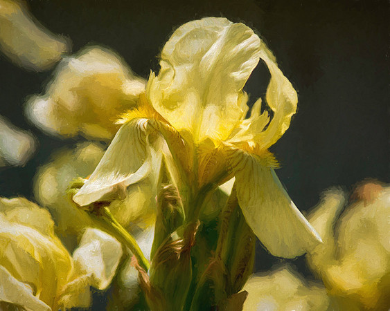 Yellow Iris