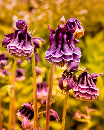 Spring Columbine