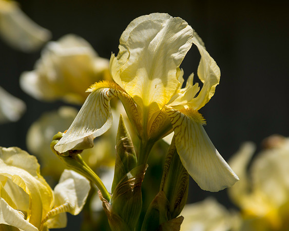 Yellow Iris 2