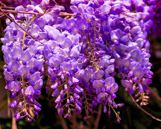 Purple Cascade 2