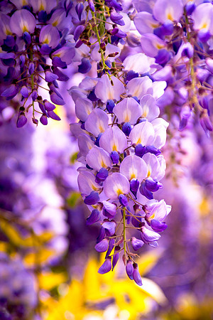 Purple Cascade