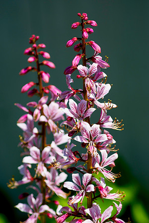 Flowering up